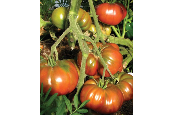 Load image into Gallery viewer, West Coast Seeds - Organic Black Krim Tomatoes - Juicy &amp; Flavorful (0.10g)
