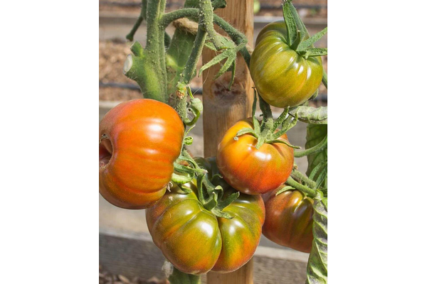 Load image into Gallery viewer, West Coast Seeds - Organic Black Krim Tomatoes - Juicy &amp; Flavorful (0.10g)
