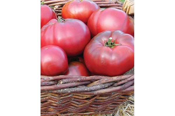 Load image into Gallery viewer, West Coast Seeds - Organic Black Krim Tomatoes - Juicy &amp; Flavorful (0.10g)
