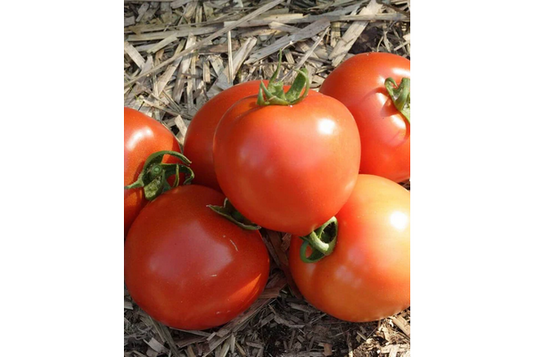 West Coast Seeds - Early Girl Tomatoes - Fast & Prolific Red Fruits (0.05g)