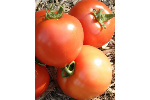 West Coast Seeds - Early Girl Tomatoes - Fast & Prolific Red Fruits (0.05g)