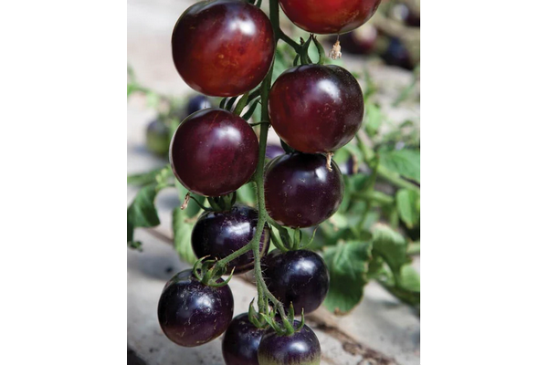 Load image into Gallery viewer, West Coast Seeds - Organic Indigo Rose Tomatoes - Antioxidant Rich (20 Seeds)
