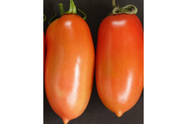 West Coast Seeds - La Roma Tomatoes - Early & Heavy Yield for Sauces (0.05g)