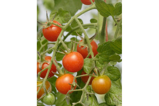 West Coast Seeds - Sweet Million Cherry Tomatoes - High Yield & Hardy (25 Seeds)