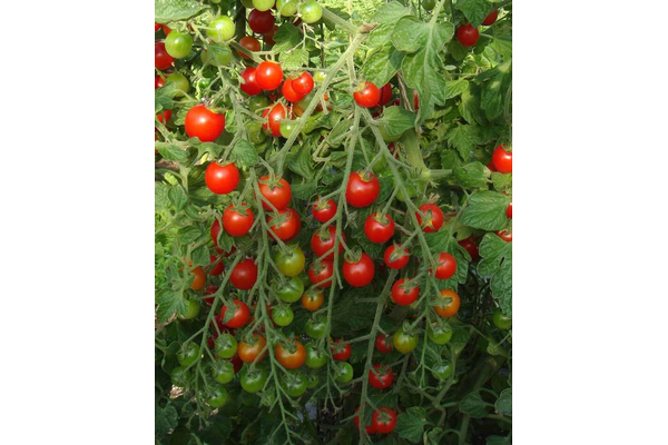 West Coast Seeds - Sweet Million Cherry Tomatoes - High Yield & Hardy (25 Seeds)