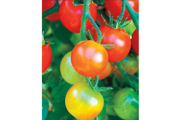 West Coast Seeds - Tumbler Cherry Tomatoes - Early Yield & Hanging Basket Favorite (10 Seeds)