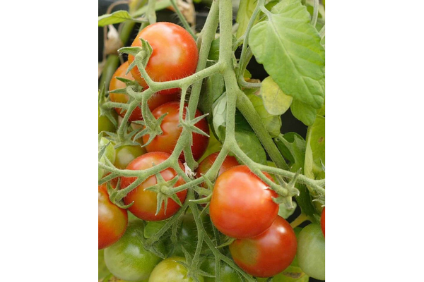 Load image into Gallery viewer, West Coast Seeds - Tumbler Cherry Tomatoes - Early Yield &amp; Hanging Basket Favorite (10 Seeds)
