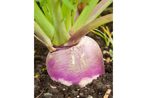 Load image into Gallery viewer, West Coast Seeds - Purple Top White Globe Turnips - Heirloom &amp; Sweet (1g)
