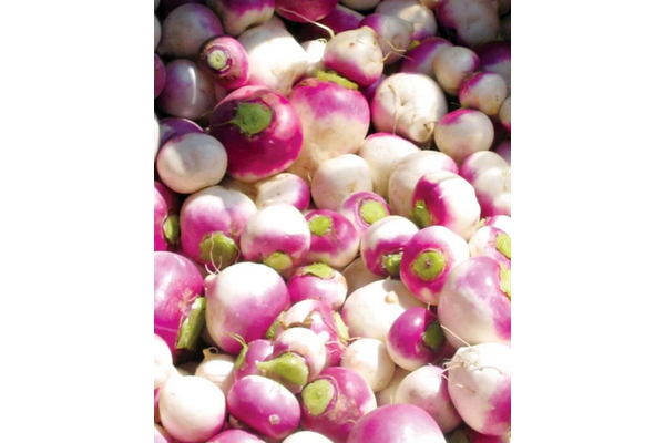 Load image into Gallery viewer, West Coast Seeds - Purple Top White Globe Turnips - Heirloom &amp; Sweet (1g)
