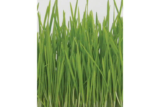 West Coast Seeds - Organic Wheatgrass Microgreens - Nutrient-Dense & Easy to Grow (125g)