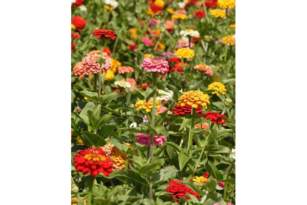 Load image into Gallery viewer, West Coast Seeds - Giant Blue Point Zinnias - Dahlia-Flowered Mix (1g)
