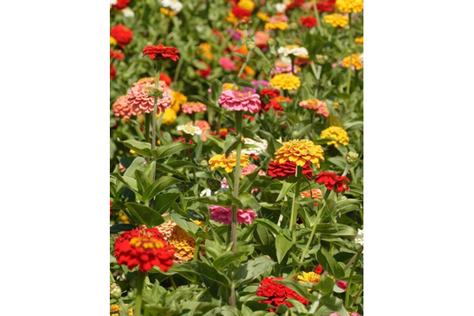 West Coast Seeds - Giant Blue Point Zinnias - Dahlia-Flowered Mix (1g)