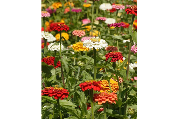 Load image into Gallery viewer, West Coast Seeds - Giant Blue Point Zinnias - Dahlia-Flowered Mix (1g)
