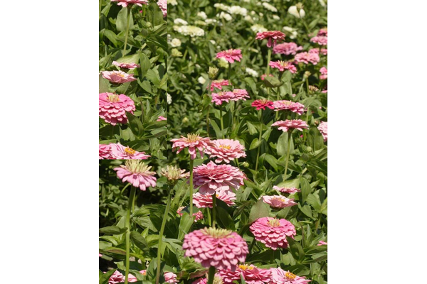 Load image into Gallery viewer, West Coast Seeds - Giant Blue Point Zinnias - Dahlia-Flowered Mix (1g)
