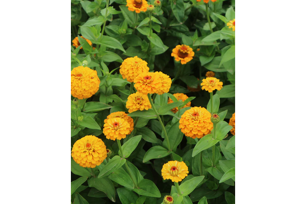 West Coast Seeds - Oklahoma Yellow Zinnias - Vibrant Blooms (1g)