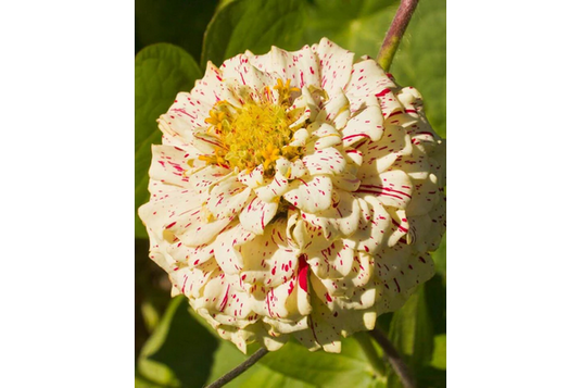 West Coast Seeds - Peppermint Stick Zinnias - Striped Blooms Mix (1g)