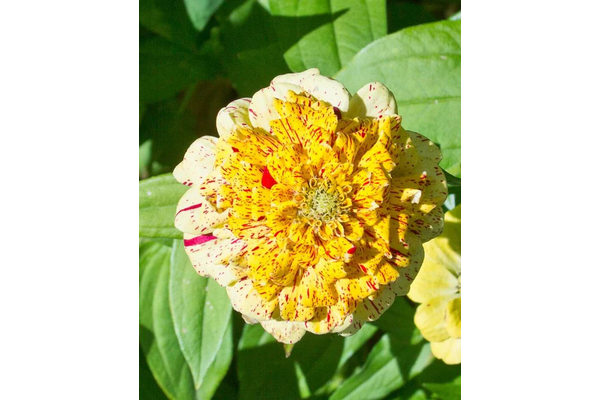 Load image into Gallery viewer, West Coast Seeds - Peppermint Stick Zinnias - Striped Blooms Mix (1g)
