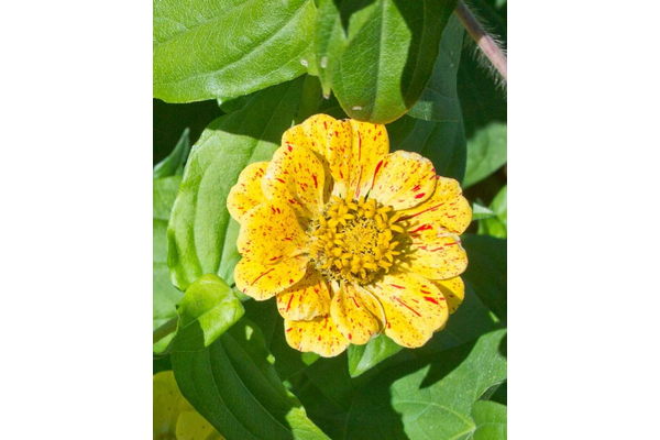 Load image into Gallery viewer, West Coast Seeds - Peppermint Stick Zinnias - Striped Blooms Mix (1g)
