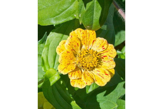 West Coast Seeds - Peppermint Stick Zinnias - Striped Blooms Mix (1g)