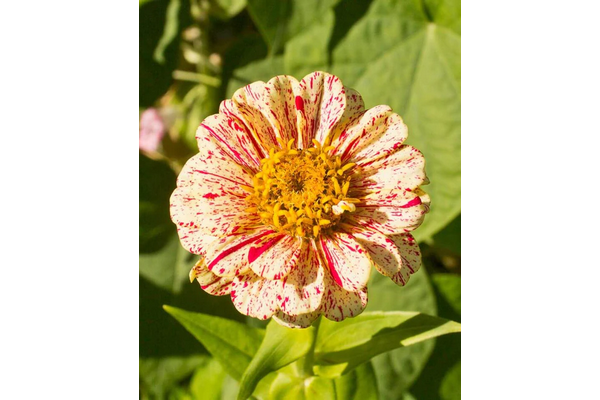 Load image into Gallery viewer, West Coast Seeds - Peppermint Stick Zinnias - Striped Blooms Mix (1g)
