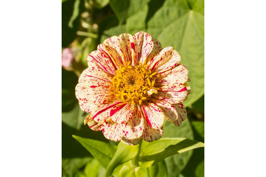 West Coast Seeds - Peppermint Stick Zinnias - Striped Blooms Mix (1g)