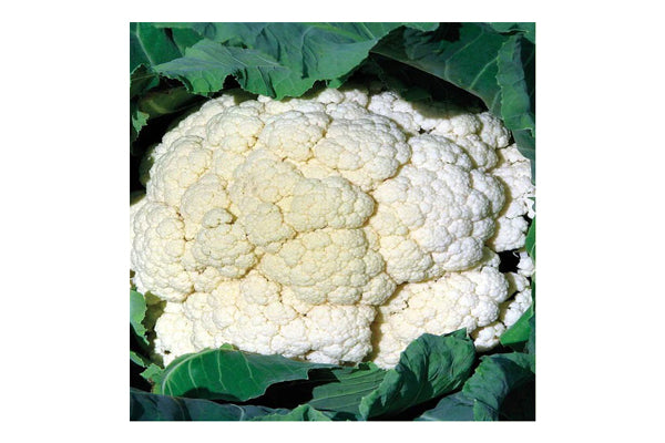 West Coast Seeds - Amazing Cauliflower - Robust and Easy to Grow (0.10g)