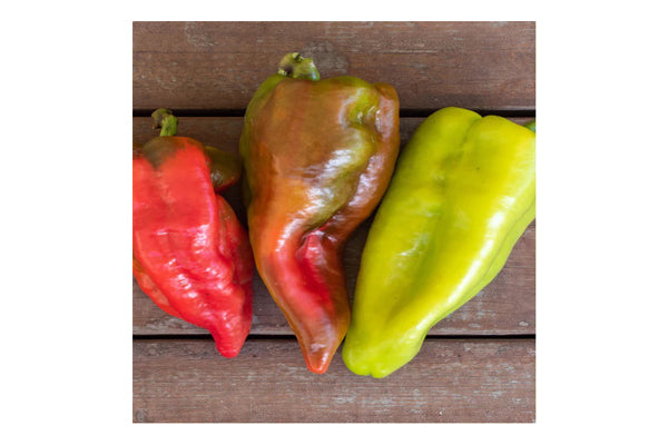 West Coast Seeds - Beaver Dam Peppers - Hungarian Heirloom, Mild Heat (0.25g)