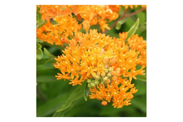 West Coast Seeds - Asclepias Butterfly Bush (0.25g) - Orange Milkweed for Butterflies
