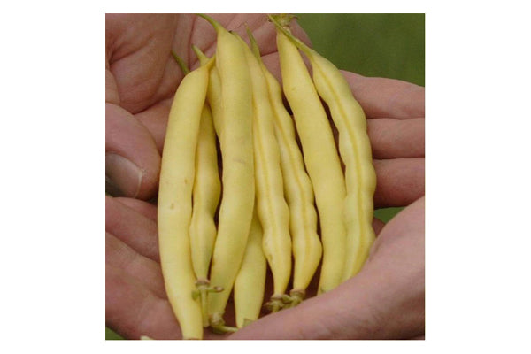 West Coast Seeds - Carson Bush Beans (25g) - High Yield & Uniform Yellow Pods