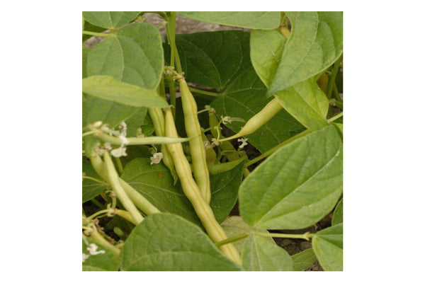 West Coast Seeds - Carson Bush Beans (25g) - High Yield & Uniform Yellow Pods