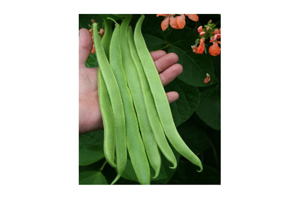 West Coast Seeds - Celebration Runner Beans - High Yield, Salmon-Pink Flowers (15 seeds)