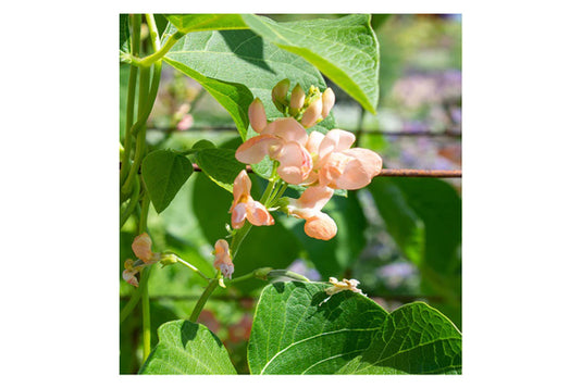 West Coast Seeds - Celebration Runner Beans - High Yield, Salmon-Pink Flowers (15 seeds)