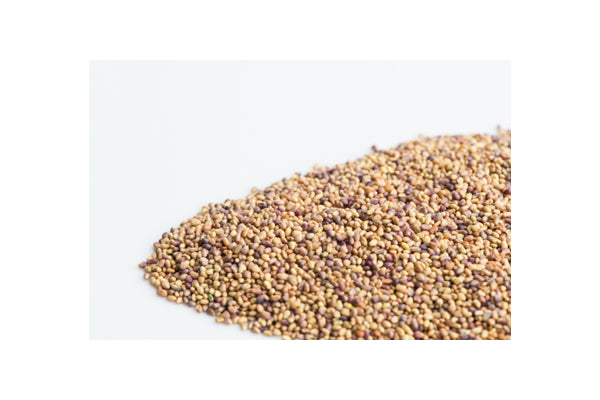 Load image into Gallery viewer, Mumm&#39;s Sprouting Seeds - Red Clover (125g)
