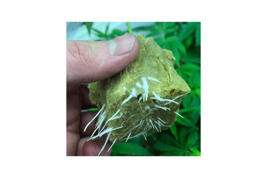 CYCO - Cyclone Rooting Gel - Accelerated Root Growth for Cuttings