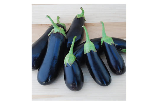 West Coast Seeds - Diamond Eggplant Certified Organic - High-Yield, Cold-Climate Adapted