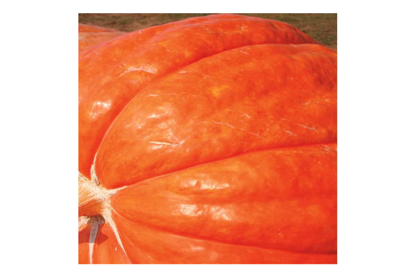 West Coast Seeds - Dill's Atlantic Giant Pumpkin Seeds (3g) - Record-Breaking Giant Pumpkins