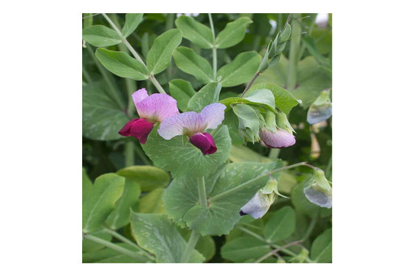 West Coast Seeds - Dwarf Grey Sugar Peas (25g) - Sweet, Heirloom, Early Harvest