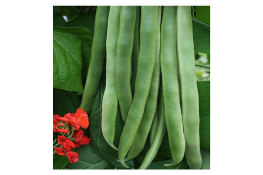 West Coast Seeds - Firestorm Runner Beans - Vigorous Grower with Stringless Pods