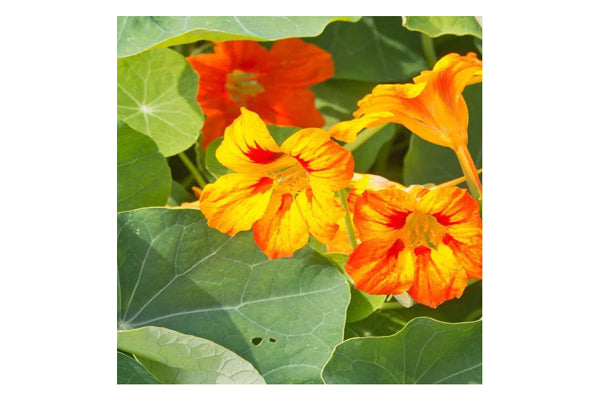 West Coast Seeds - Glorious Gleam Nasturtiums - Vibrant & Fragrant Flowers (5g)