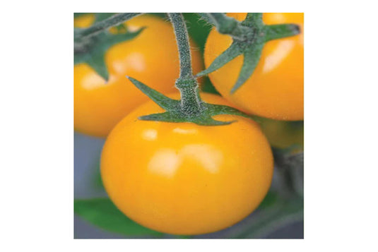 West Coast Seeds - Gold Nugget Cherry Tomatoes - Early Yield & Cool Climate (0.10g)