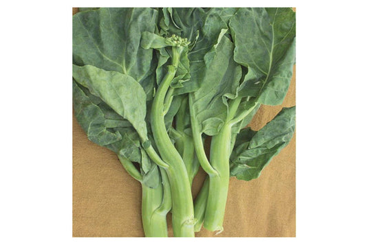 West Coast Seeds - Broccoli Green Pearl (1g) - Chinese Broccoli, Cold Hardy, Delicious