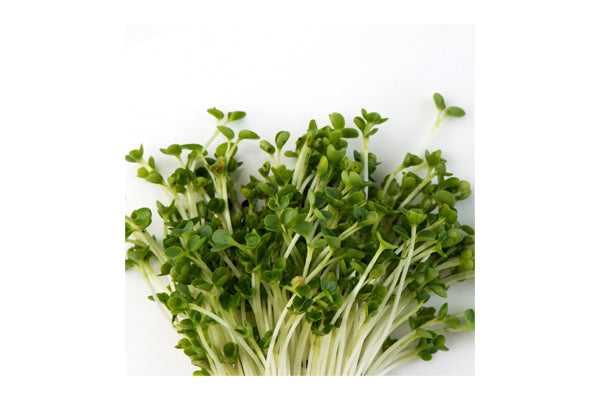 Load image into Gallery viewer, Mumm&#39;s Sprouting Seeds - Kale Green (125g)
