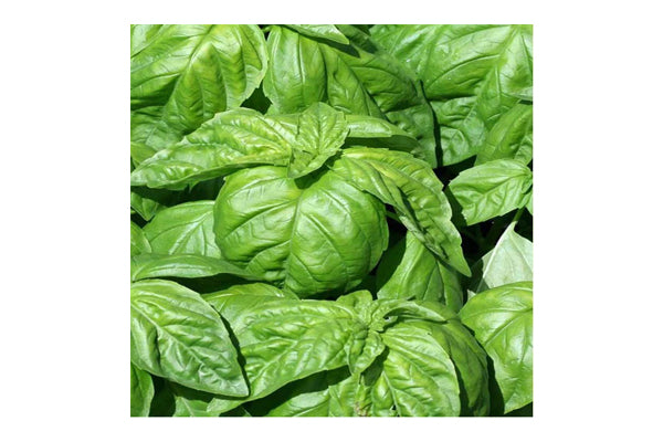 West Coast Seeds - Basil Lettuce Leaf (0.50g) - Large, Aromatic Leaves for Culinary Delights