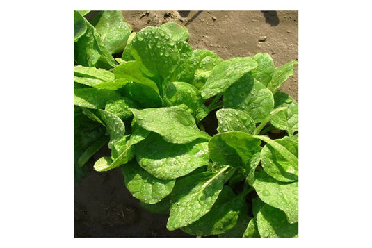 West Coast Seeds - Monstrueux de Viroflay Spinach - Tender & Flavorful Heirloom (5g)