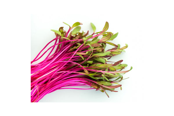 Load image into Gallery viewer, Mumm&#39;s Sprouting Seeds - Beets Ruby (30g)
