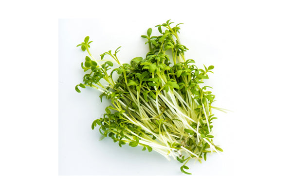 Load image into Gallery viewer, Mumm&#39;s Sprouting Seeds - Curly Cress (125g)
