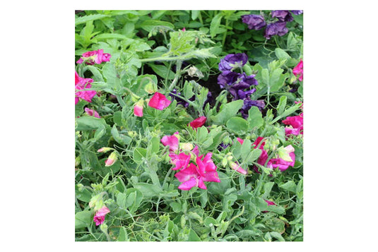 West Coast Seeds - Patio Mix Sweet Peas - Compact & Colorful Container Blooms (3g)