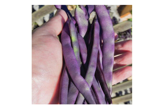 West Coast Seeds - Purple Peacock Beans (50g) - Striking Dark Purple Pods and Leaves