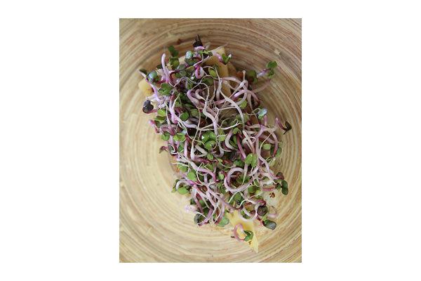 Load image into Gallery viewer, Mumm&#39;s Sprouting Seeds - Radish Triton (125g)
