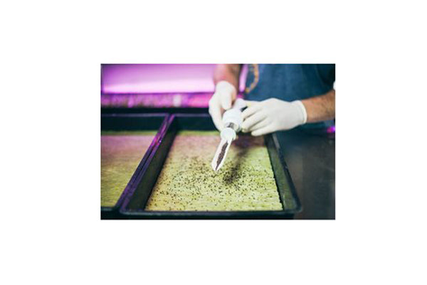 Load image into Gallery viewer, Grodan - Rockwool Cress Plates (10x20&quot;) - Ideal for Microgreens and Micropropagation
